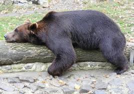 Urs prins in lat la terca. SÄƒrbÄƒtoare La Zoo TimiÈ™oara