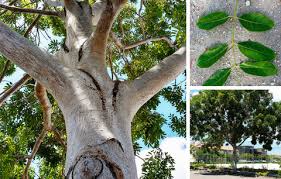 Image result for Khaya