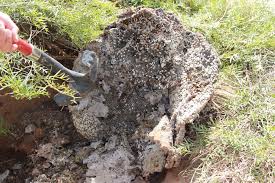 Make sure to follow some of these simple yet effective tips to reduce the likelihood of wasps being a nuisance this summer. Super Nest Of European Wasps Found Residents Warned Against Stirring Up Trouble Abc News