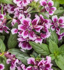 Image result for Cuphea