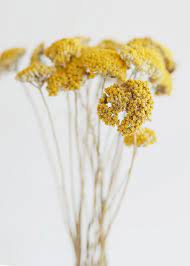 Pack Of 12 Dried Natural Coastal Yarrow Achillea In 2021 Dried Flowers Dried Flower Arrangements Dried Flower Bouquet