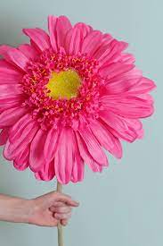 Have blindfolded guests take a turn trying to break open the pinata to get all the goodies. 34 Silk Jumbo Ruffle Gerbera Daisy Flower Spray Cerise Pink Tissue Paper Flowers Paper Flowers Craft Giant Paper Flowers Diy