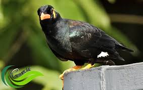 Beo, Burung Unik yang Bisa Menirukan Suara dengan Baik - Media Informasi  Hobi dan Kreasi