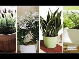 10 Plants You Should Have In Your Bedroom For A Better Sleep These Are Emitting Oxygen During Night Youtube Plants Bedroom Plants Cool Plants