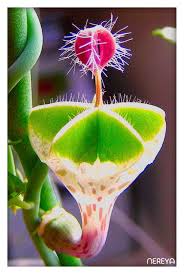 Image result for Ceropegia haygarthii
