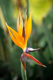 Bird Of Paradise Plant Varieties Images The Easiest Perennials For Southern California Gardens Birds Of Paradise Plant California Garden Easy Perennials