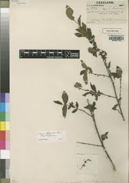 Image result for Canthium glaucum