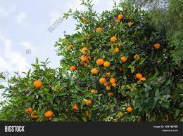 The fruit has a few seeds and is great for eating and juicing and has a nice tangy flavor. Orange Trees Image Photo Free Trial Bigstock