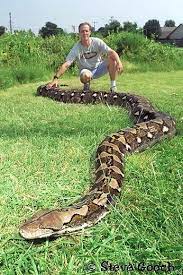 Biologist Discovers World S Smallest Snake Lizard And Frog Reticulated Python World Biggest Snake Snake