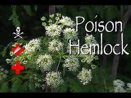 We did not find results for: Poison Hemlock Poison Medicinal Youtube