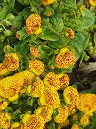 Image result for Calceolariaceae