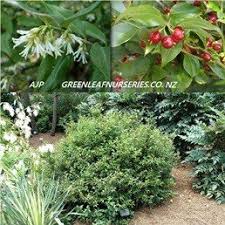 With deep green foliage, camellia is a wonder shrub with. Sarcococca Ruscifolia Pb5 15 20