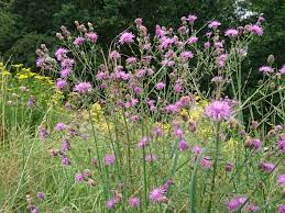 Image result for Stoebe