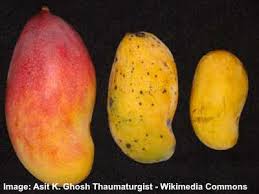Here's how to cut a mango properly to get the most from your fruit. Types Of Mangoes Mango Varieties From Around The World With Pictures