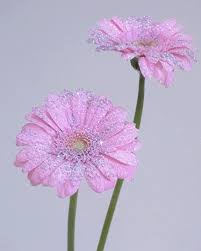 The best gifs for flowers. Pink Flowers Gifs Get The Best Gif On Giphy