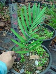 Image result for Encephalartos ngoyanus
