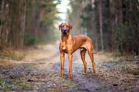 Rhodesian Ridgeback Hunderasse Mit Bild Info Temperament Charakteristiken Und Fakten