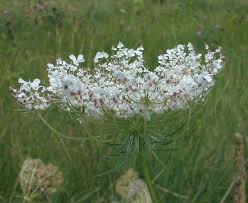Image result for Daucus carota