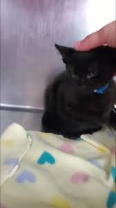 Maybe you would like to learn more about one of these? City Of Rio Rancho Animal Resource Center Home Facebook