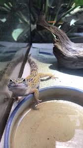 We barely needed to lizard lizards are a widespread group of squamate reptiles, with over 6,000 species, ranging. When My Leopard Gecko Finds The Camera Leopard Gecko Pet Lizards Cute Lizard