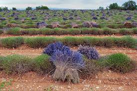 Besonders eignet sich zum lavendel schneiden für das duftsäckchen die wann und wie schneidet man lavendel? Lavendel Ist Verbluht Was Folgt