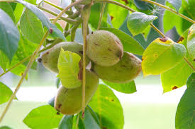 Butternut trees reach maturity and begin producing fruit about 20 years after sprouting. Butternut Juglans Cinerea Inaturalist United Kingdom