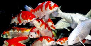 Hal ini karena tidak semua ikan hias bertelur, dan ada juga yang. Kumpulan Gambar Ikan Hias Air Tawar Informasi Ikan Hias Air Tawar Dan Laut Ikanhiasku Net