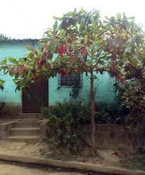 Check spelling or type a new query. Colorful Homes And Flora Talnique El Salvador House Colors El Salvador Color