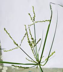 Image result for Cyperus pectinatus