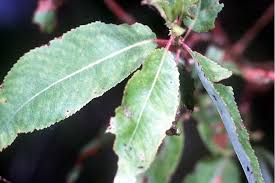 Salix Amygdaloides Wikipedia