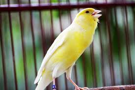 Keindahan burung ini ada pada bulu yang cantik dan unik. 70 Gambar Burung Dan Jenisnya Dari Berbagai Negara Dan Penjelasannya