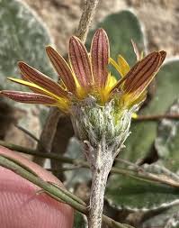 Image result for Haplocarpha