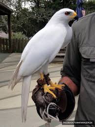 Tuhaf Ama Gercek On Twitter Birds Of Prey Beautiful Birds Wild Birds