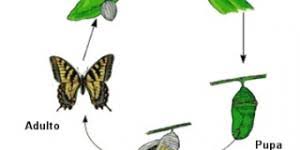 Metamorfosis De La Mariposa Y Sus Etapas Resumen Corto