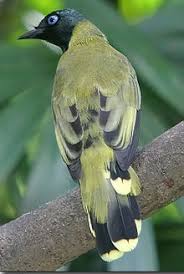 Burung kenari merupakan burung yang sangat unik dan merupakan burung yang paling banyak peminatnya , pecinta burung kadang masih bingung untuk mengetahui perbedaan burung kenari jantan dan betina. Burung Cucak Lumut Jantan Dan Betina Trucukan Lumut Cmr Youtube Sedangkan Burung Cucak Ijo Betina Bagian Paruh Bawah Tampak Jelas Mempunyai Warna Putih Bersih