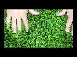 Artificial Turf Express Duraspine Pro 2 Artificial Turf Artificial Grass For Dogs Artifical Grass