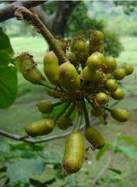 Image result for Uvaria