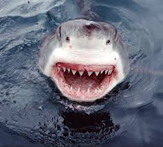 Jul 12, 2021 · jaws screen reading software the latest version of jaws can be downloaded using the links below. Shark Jaws Facts About Sharks Dk Find Out