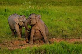 And fauna that includes wild elephants, gibbons, and great hornbills. Top 30 Amazing Attractions In Thailand