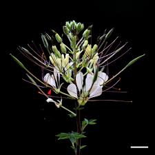 Image result for Cleome gynandra