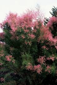 Image result for tamarix ramosissima pink cascade