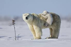 The Most Epic Animal Pictures Ever 41 Pics Tathasta Polar Bear Baby Polar Bears Animals