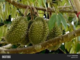 These fascinating trees, with their addictive and curious fruit, only grow where it is very, very hot and very, very humid. Durians On Durian Tree Image Photo Free Trial Bigstock