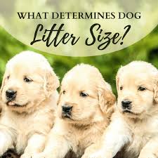 More stories for a litter of puppies » What Determines Litter Size In Dogs Pethelpful