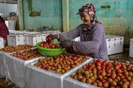 Duong said the lychee turnover likely reaches vnd7 trillion (us$304 million). Lychee Harvest Season In Bac Giang Vietnam Star