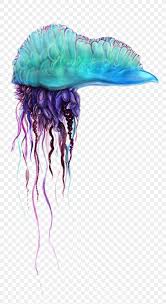Still went in the water the next week. Portuguese Man O War Portable Network Graphics Jellyfish Image Desktop Wallpaper Png 1000x1834px Portuguese Man O