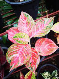 Pin Di Aglaonema Hybrids Collection