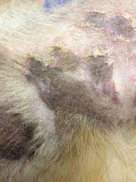 Skin Conditions In Dogs Are They Contagious Canine Skin Solutions