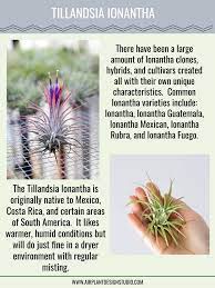 Tillandsia Ionantha Air Plants Ionantha Plants Tillandsia Airplants Air Plants Care Types Of Air Plants Air Plant Garden
