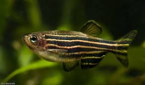 Pin By Isabel Fife Cook On Zebrafish Tropical Fish Fish Pet Aquarium Fish